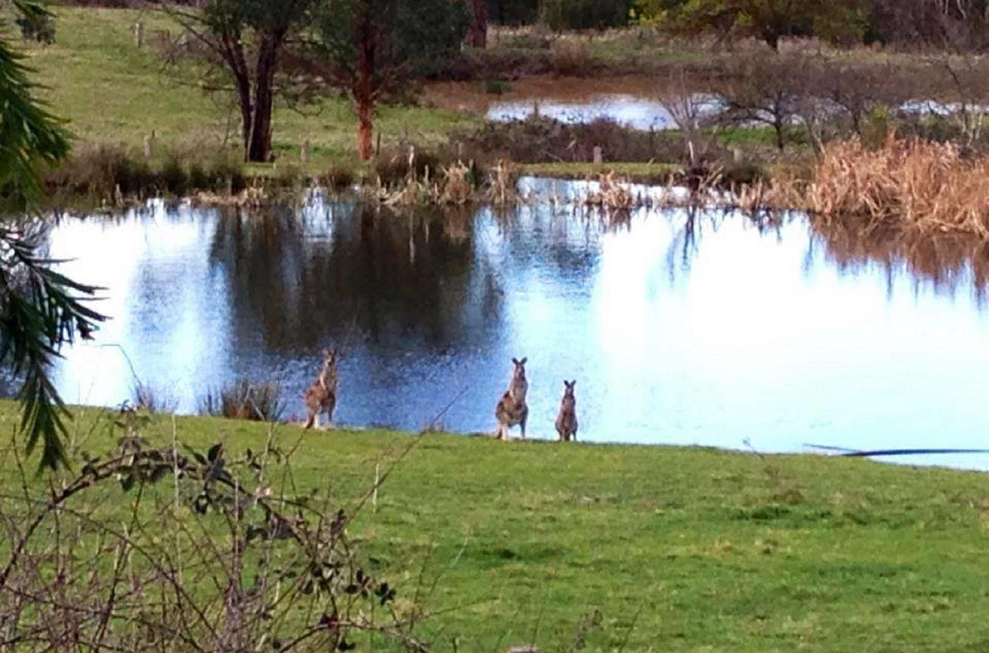 Australian Home Away @ Wonga Park Brushy Creek Екстериор снимка